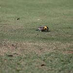 IMG_0721