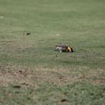 IMG_0722