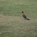 IMG_0726