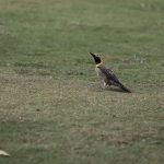 IMG_0727