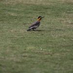 IMG_0730