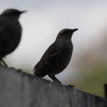 IMG_1642