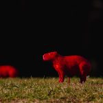 IMG_9367
