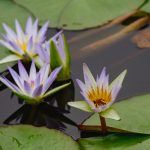 IMG_0939-(2)