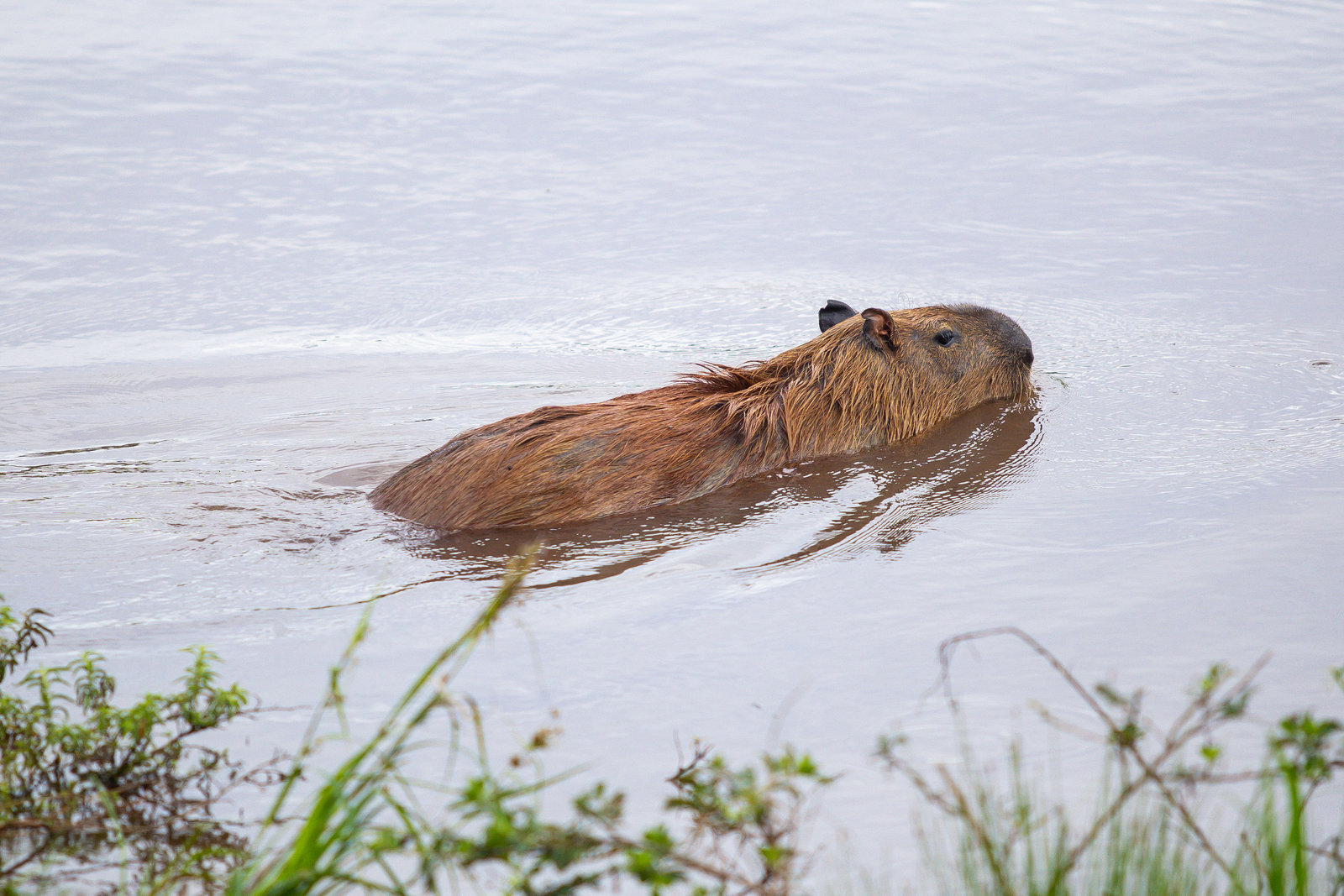 MGC (403)_resultado